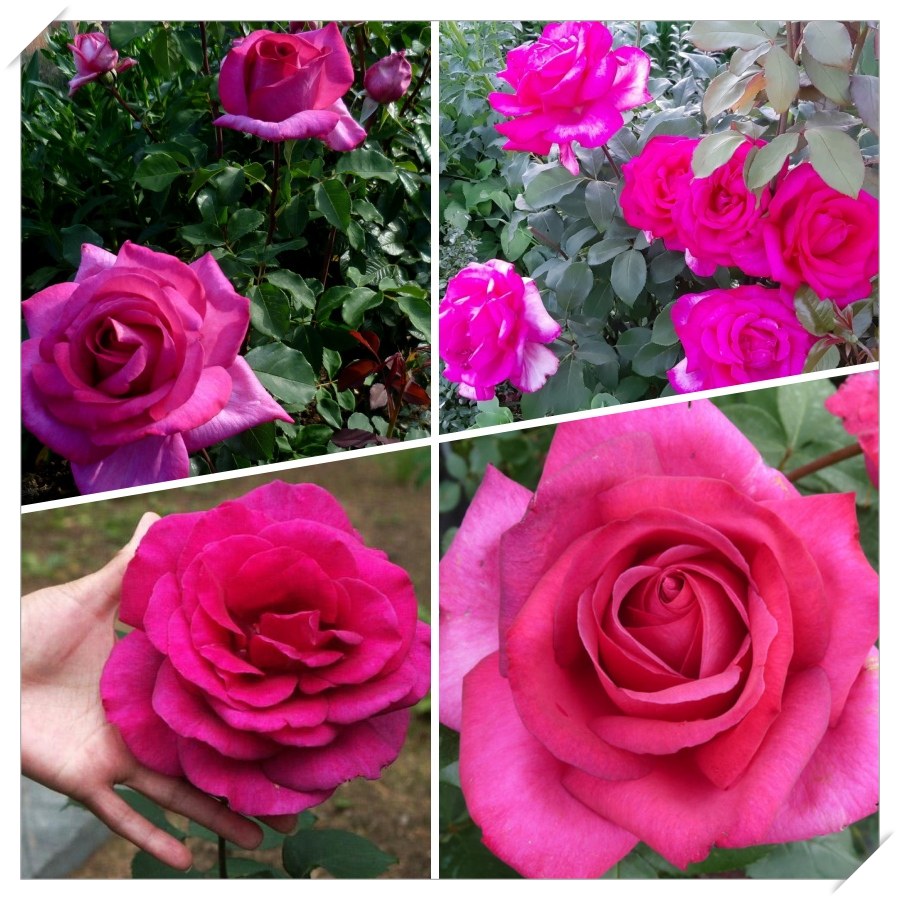 Parole róża wielkokwiatowa